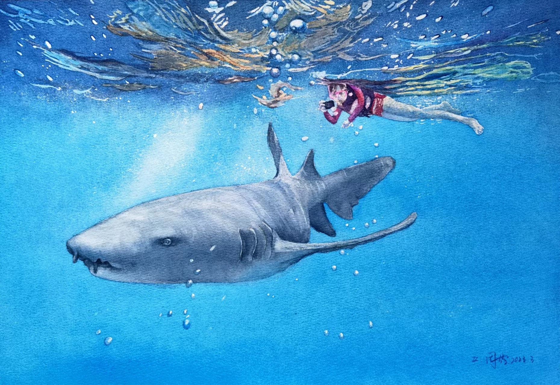 《与鲨共舞》-26×38cm-动物类-2023