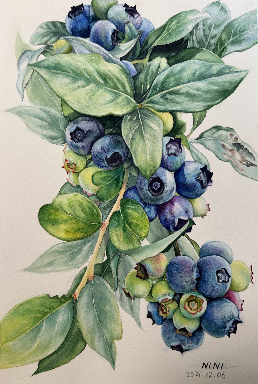 《夏日蓝莓》-18×26cm-静物-2023