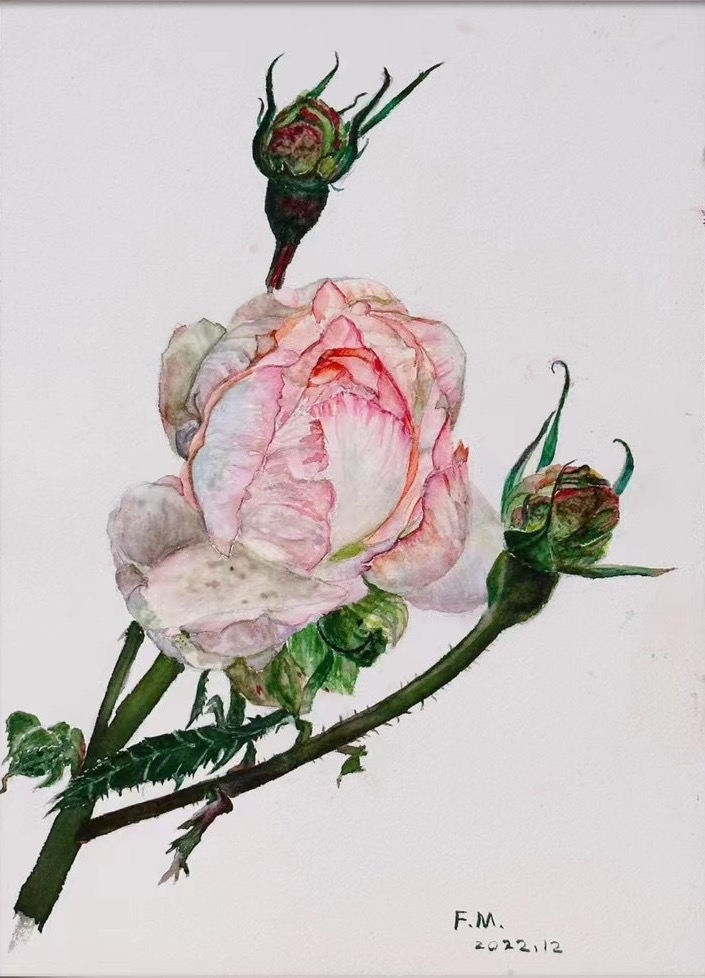 《玫瑰》-30×40cm-静物-2023