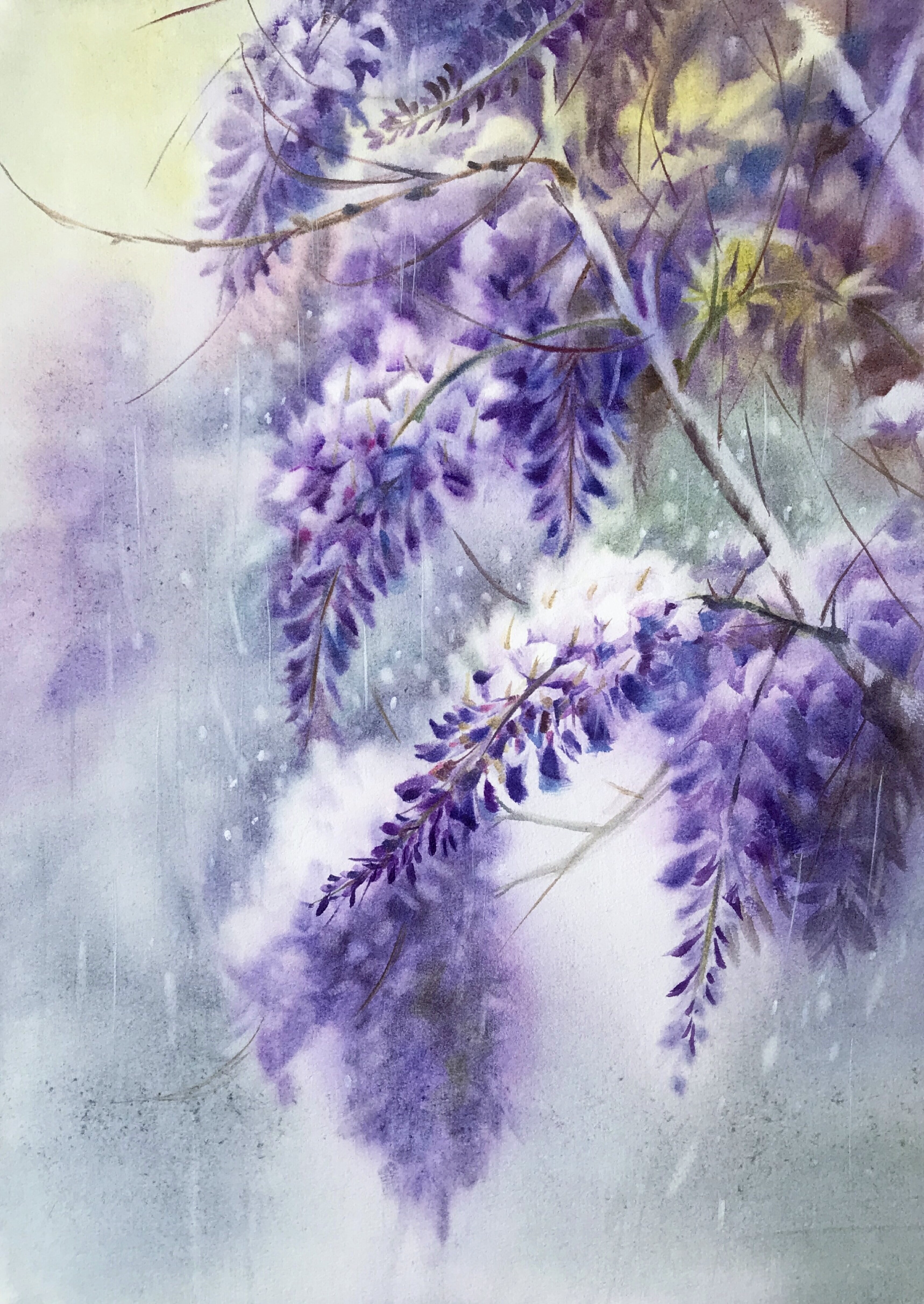 雨中的紫薇
