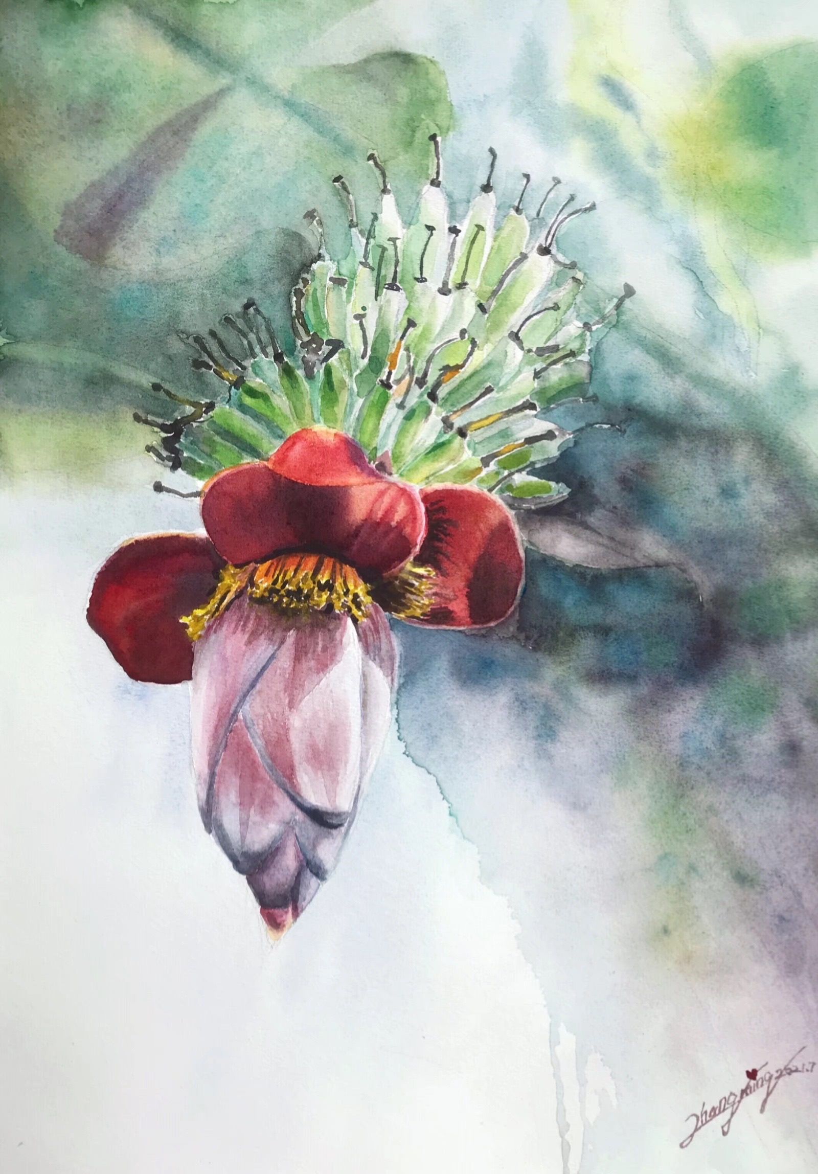 《芭蕉花开》-53×38cm-花卉-2023