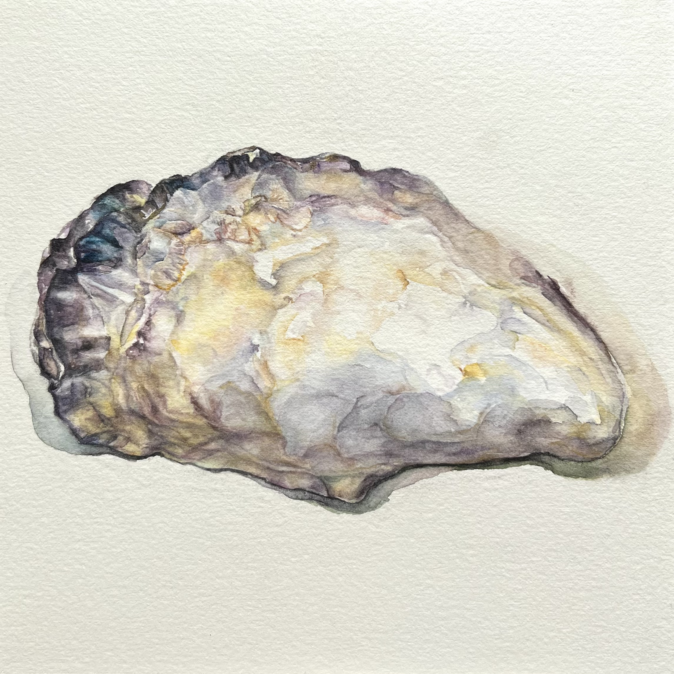 《贝壳的遗骨》-20×20cm-静物-2023