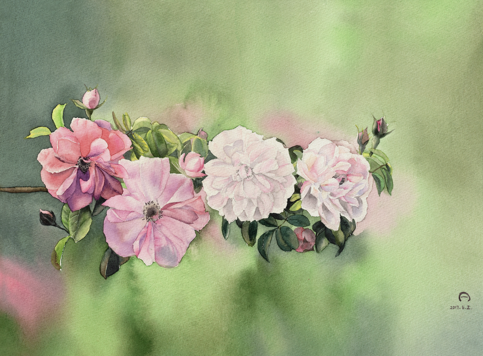 《蔷薇花》-32×53cm-静物-2023