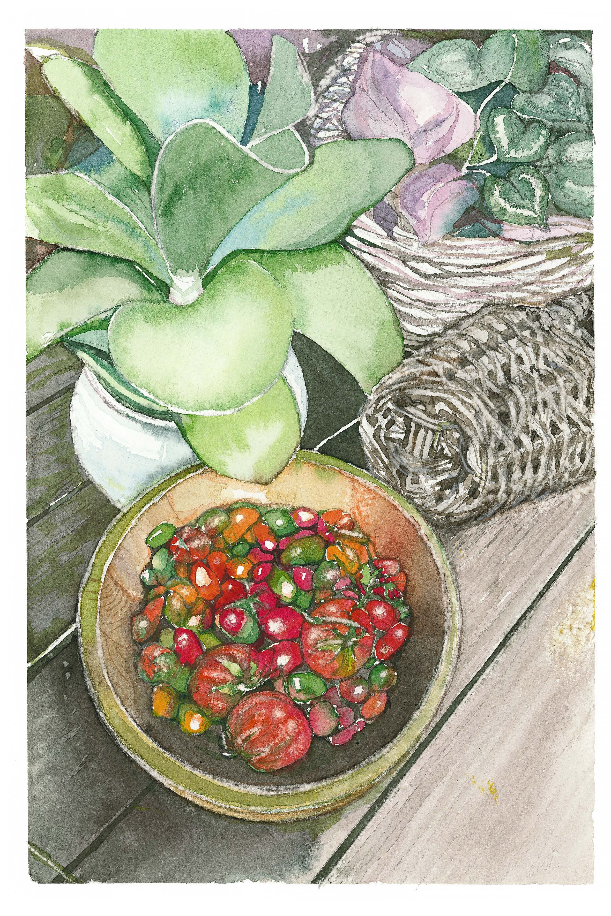 Tomatoes and succulent plant 