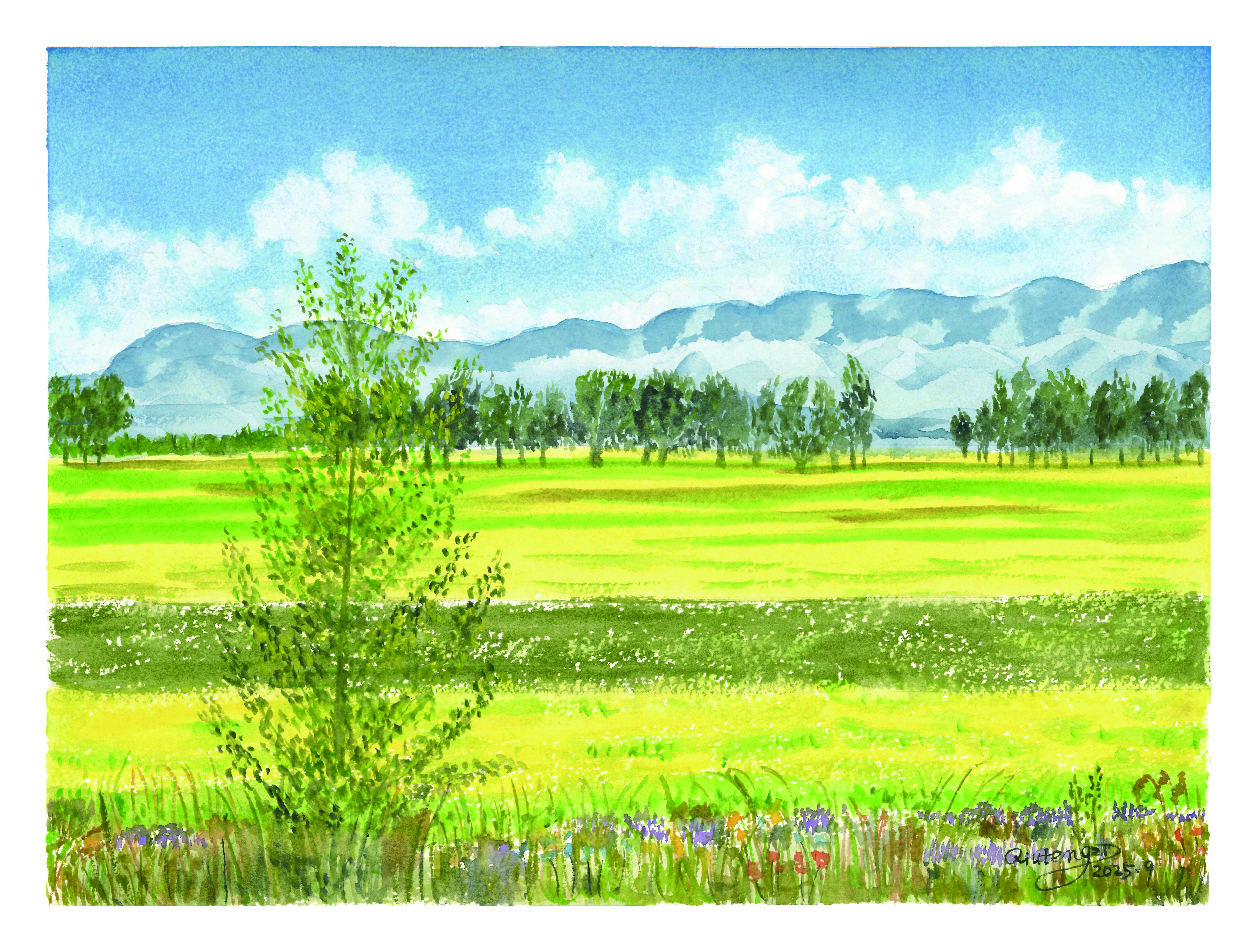 油菜花田