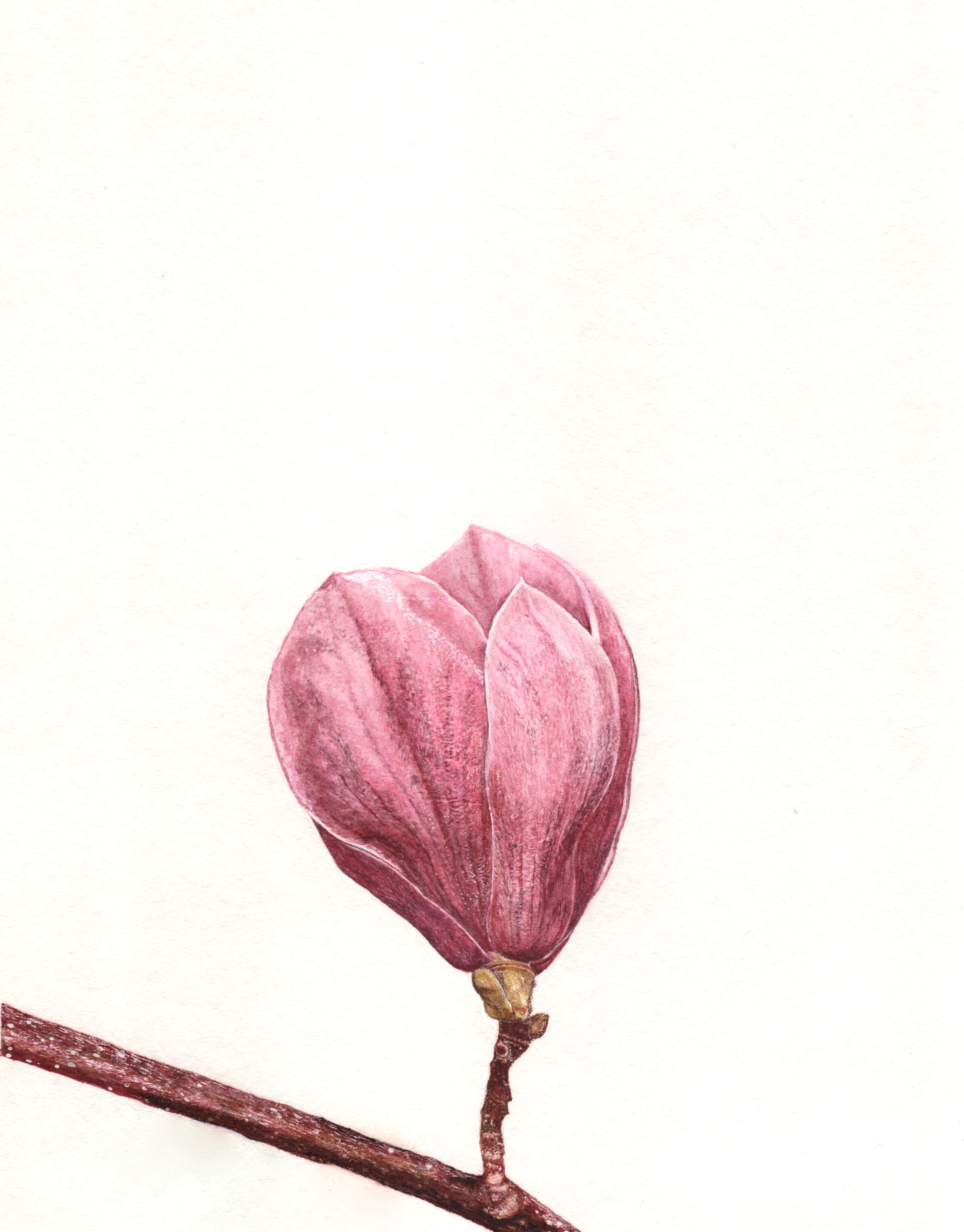 Magnolia x soulangeana
