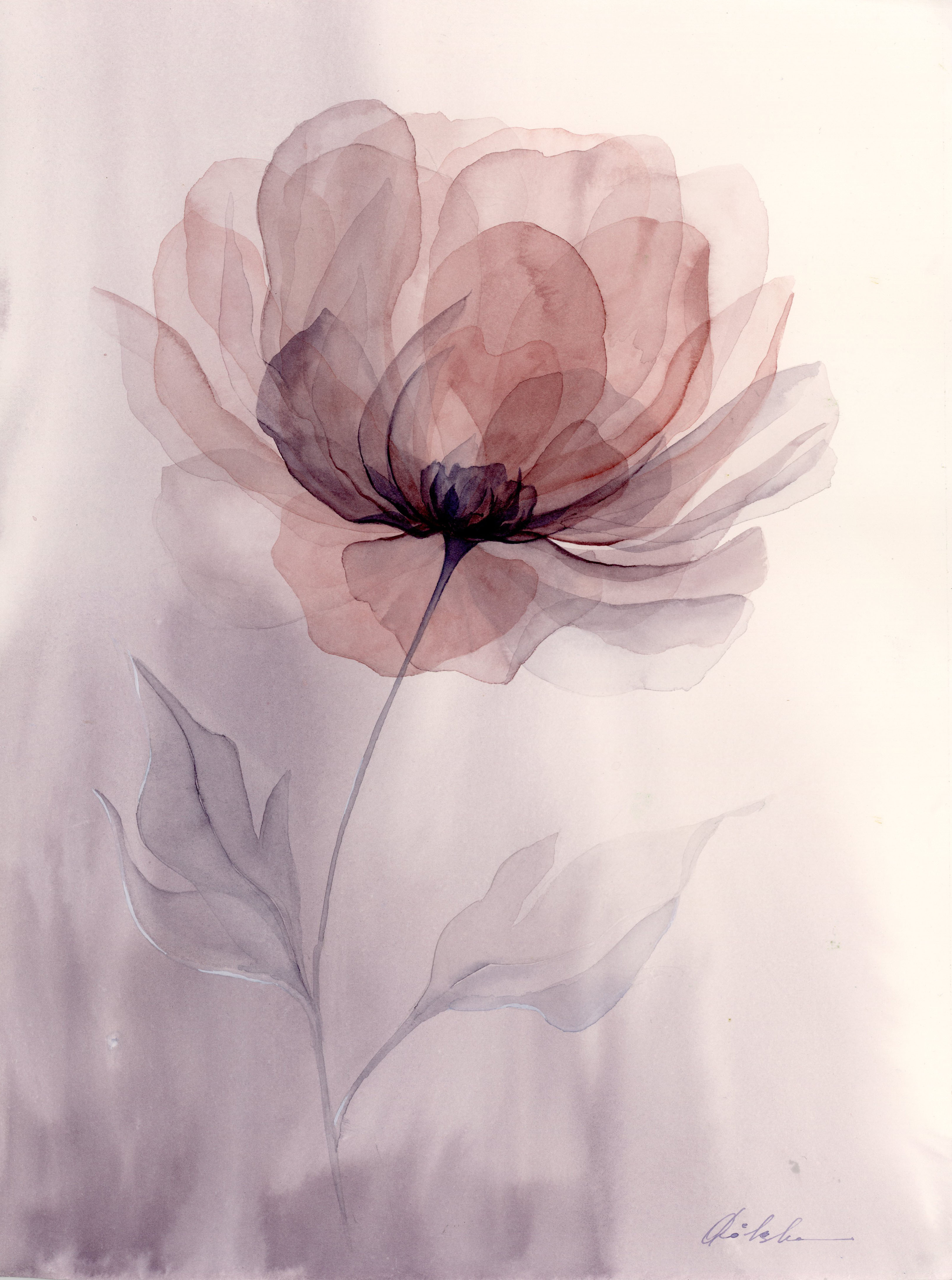 Smoky Peony