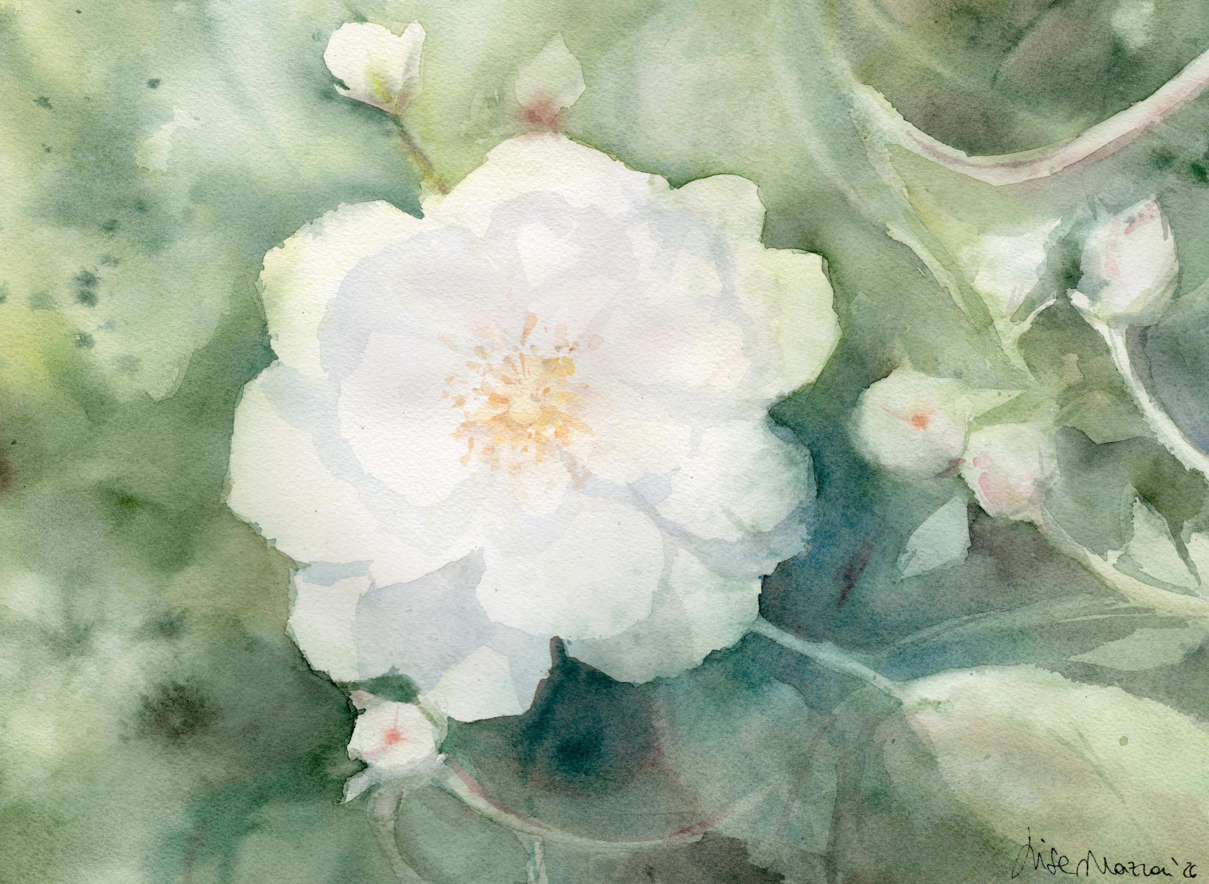 Fiore Candido