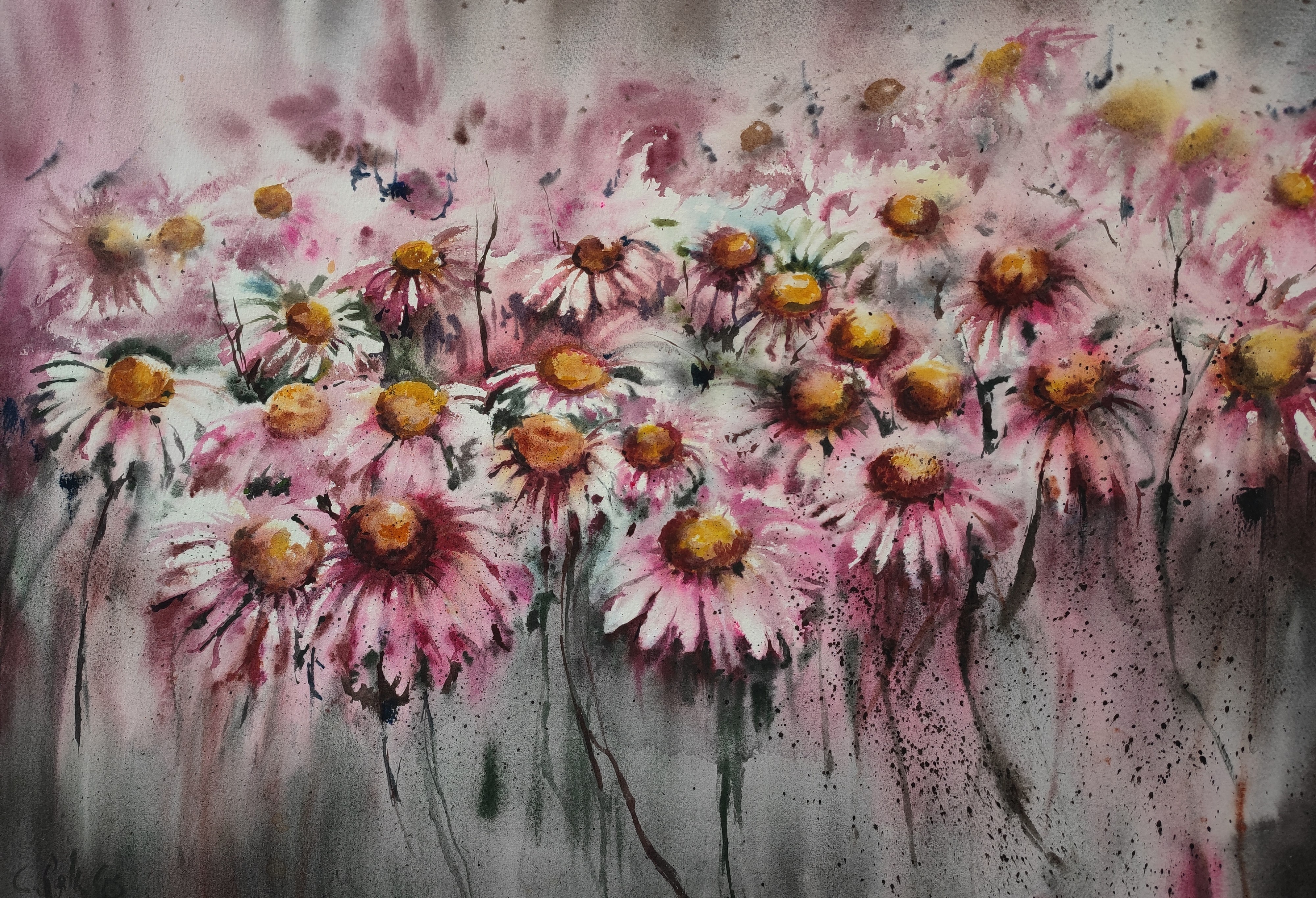 Fiori di echinacea
