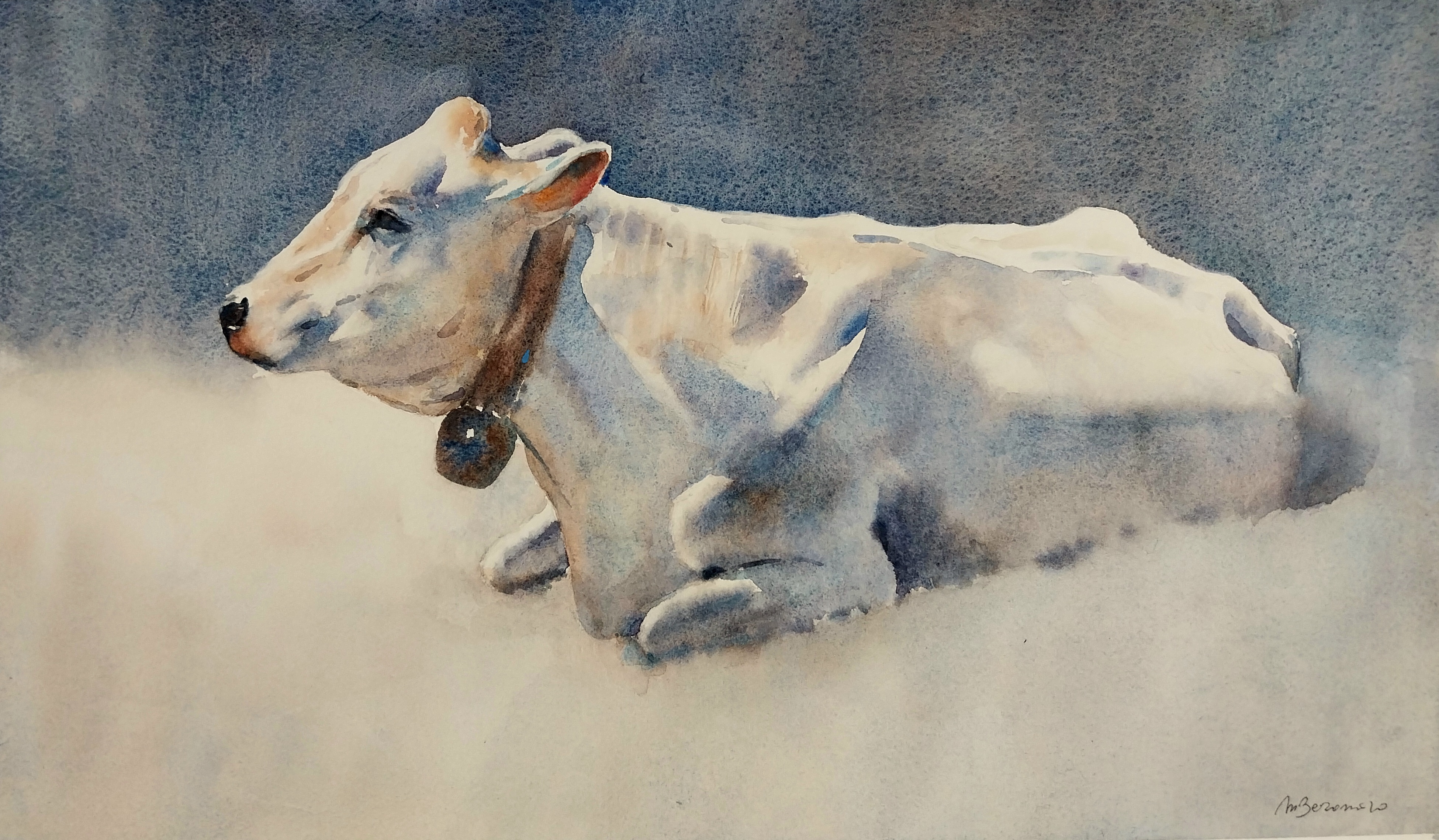 Terre Alte / Mucca