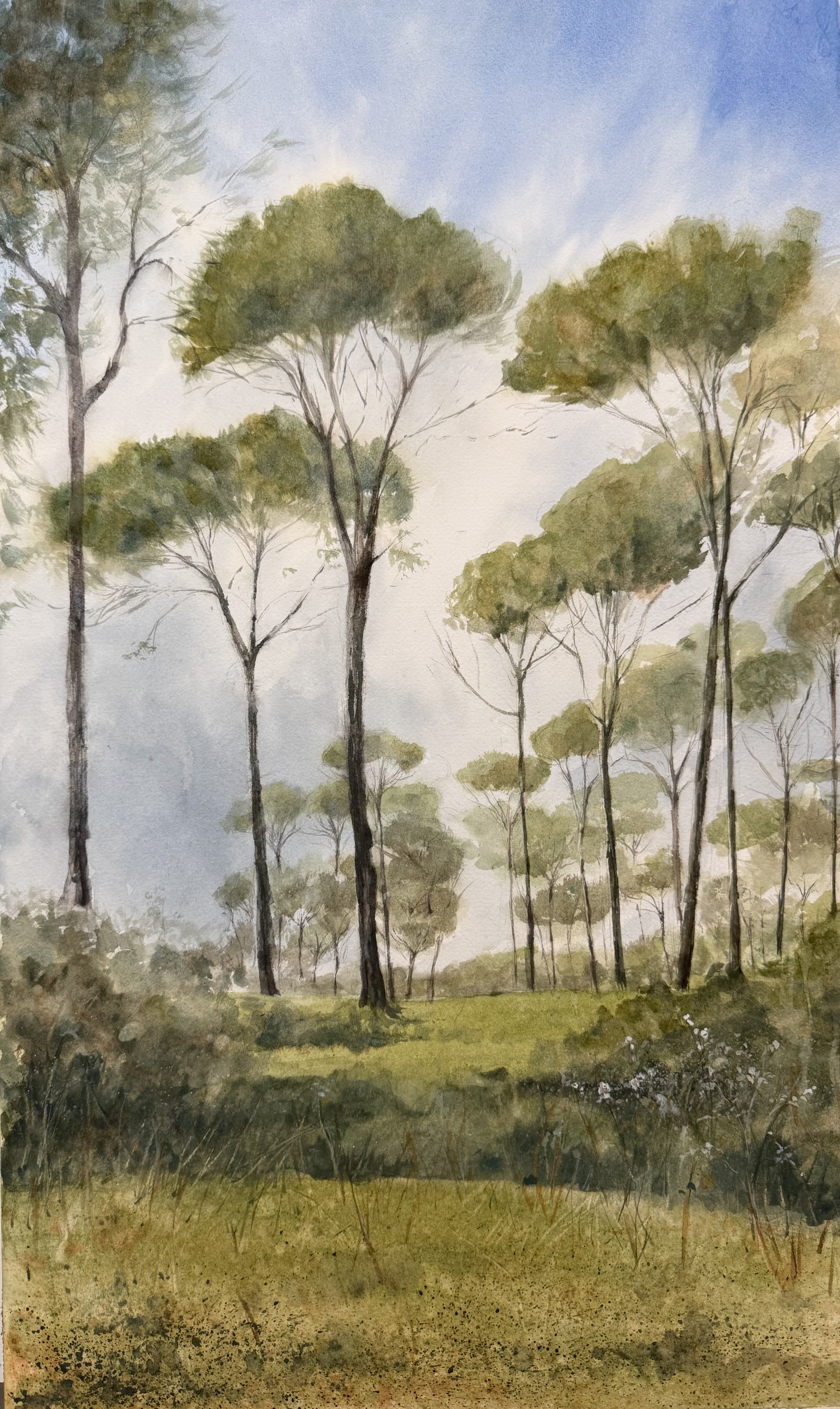 Pinares de Hinojos